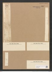 Nitzschia longissima (Breb.) Ralfs (de-Toni-Nr.: Genus 47, Species 2146) Zeichnungen Sammlung Grunow Nr. 4317 (NHMW-BOT-W0372345)